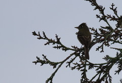 Empidonax occidentalis