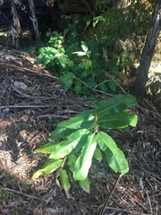 Hedychium gardnerianum