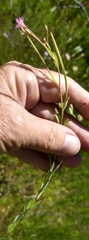 Epilobium glaberrimum