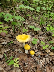 Russula lutea