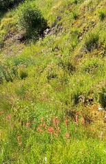 Epilobium glaberrimum