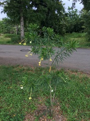 Brunfelsia densifolia