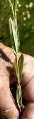 Epilobium glaberrimum