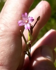 Epilobium glaberrimum
