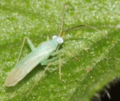 Blepharidopterus provancheri