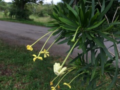 Brunfelsia densifolia