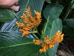 Stromanthe jacquinii