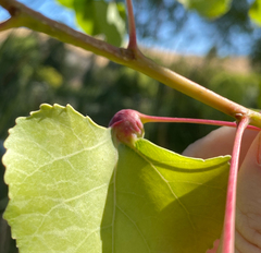 Pemphigus populicaulis