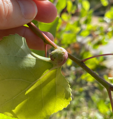 Pemphigus populicaulis