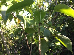 Jatropha hernandiifolia
