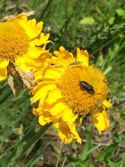 Helianthella