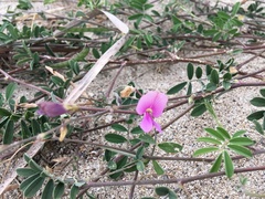 Tephrosia cinerea