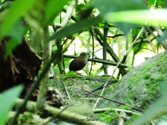 Pnoepyga pusilla