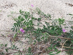 Tephrosia cinerea
