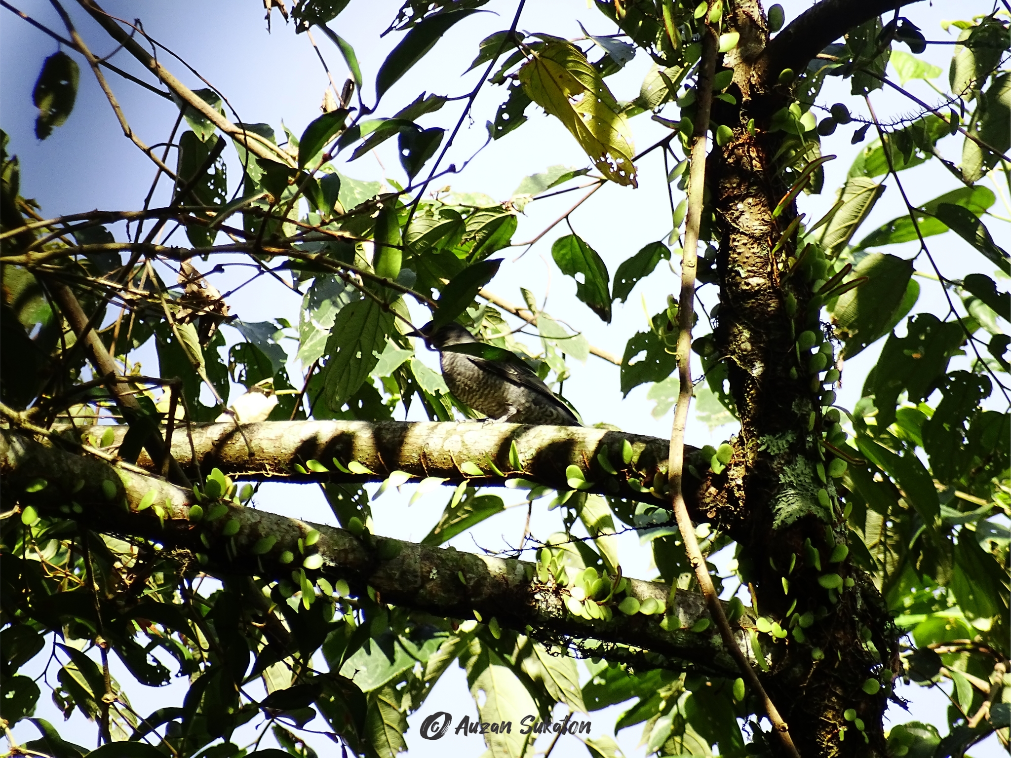 Oriental Cuckooshrike