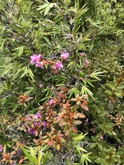 Rhododendron rubropilosum