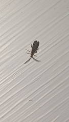 Leptoceletes basalis