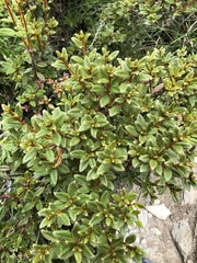 Rhododendron rubropilosum