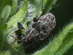 Mogulones geographicus