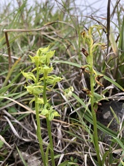 Platanthera mandarinorum pachyglossa