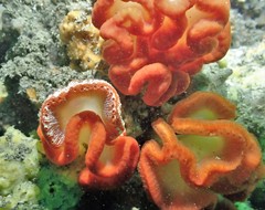 Sycozoa cerebriformis
