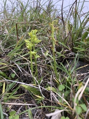 Platanthera mandarinorum pachyglossa