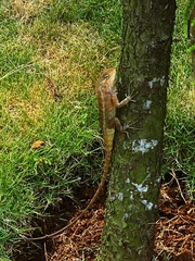 Calotes versicolor