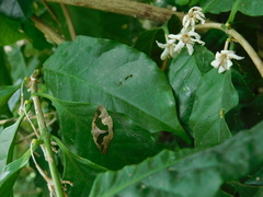 Celenna festivaria