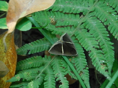 Fodina pallula