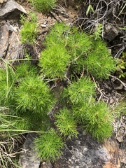 Artemisia morrisonensis