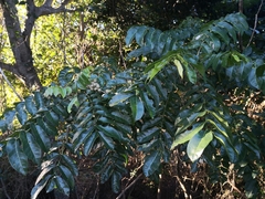 Dysoxylum mollissimum