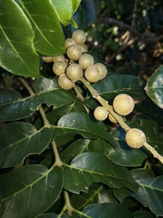 Dysoxylum mollissimum