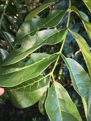 Dysoxylum mollissimum