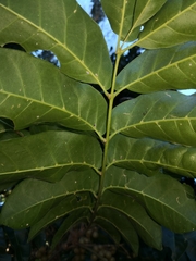 Dysoxylum mollissimum