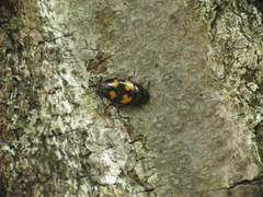 Glischrochilus fasciatus