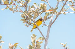 Setophaga petechia castaneiceps