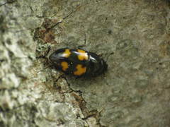 Glischrochilus fasciatus