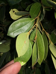 Cryptocarya triplinervis