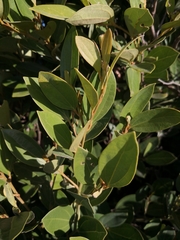 Cryptocarya triplinervis