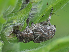 Mogulones geographicus