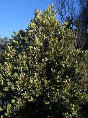 Cryptocarya triplinervis