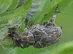 Mogulones geographicus