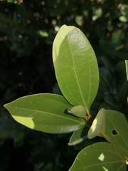 Cryptocarya triplinervis