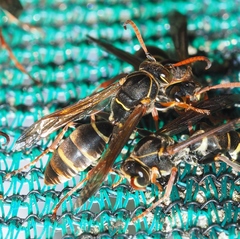Polistes chinensis