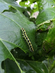 Xanthodes transversa