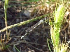 Coenagrion scitulum