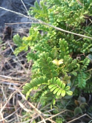 Osteomeles anthyllidifolia
