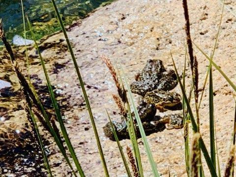 iNaturalist observation photo of Sierra Nevada Yellow-legged Frog