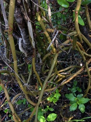 Vanilla claviculata