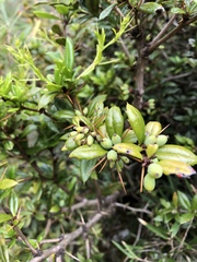Berberis nantoensis